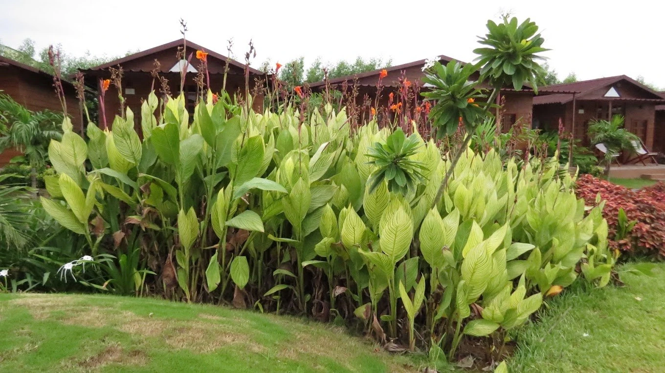 Nirvana Resort Online Booking Statue Of Unity