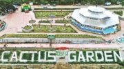 Cactus Garden 1