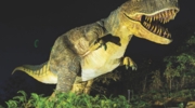 Dino Trail
