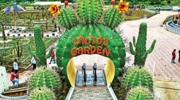 Cactus Garden 2