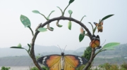 Butterfly Garden 3
