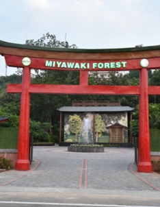 Miyawaki Forest